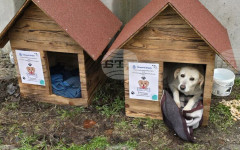 Община Видин набира доброволци за преброяване на безстопанствените кучета