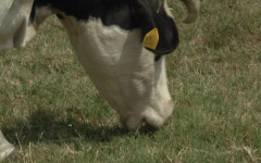 МЗ: Към момента в страната няма съобщен случай на пациент с антракс