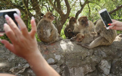 Маймуните в Гибралтар започнаха да ядат пръст заради вредната човешка храна