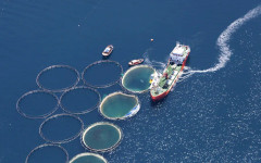 WWF призова гърците да консумират инвазивни морски видове