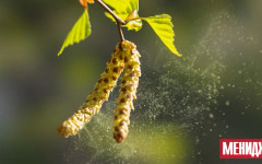 Сезонът на полените във Великобритания и континентална Европа се удължава заради климатичните промени