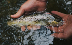 Кокаиново замърсяване на водата кара сьомгата да плува повече и по-хаотично
