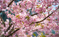 Ще оцелеят ли плодните дръвчета? Слани се задават в 7 области на страната