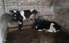 БАБХ затвори кланици в Сливенско и Бяла Слатина заради тежки нарушения