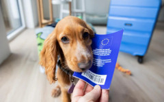 ЕС променя правилата за пътуване с домашни любимци