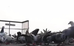 "Гълъби вестоносци" - историята на една древна монголска традиция