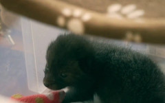 Лечение и връщане в естествена среда: В парижки приют се грижат за диви животни