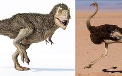 T-Rex никога не е изглеждал като този от Jurassic Park: учените разбиха най-големия мит за динозаврите