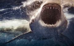 Защо нападенията на акули зачестяват?