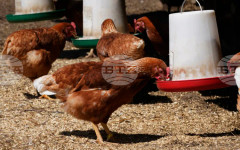 Китай разреши вноса от Испания на фуражи с преработени животински протеини