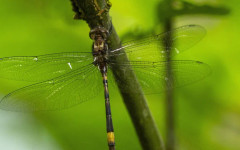 Вдъхновени от крилата на насекоми: Учени създадоха покритие, което унищожава вирусите