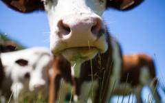 Установиха огнище на бруцелоза в Симитли, умъртвяват десетки животни