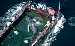 Заседналият край Германия гърбат кит Тими е транспортиран с баржа към Северно море