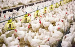 Отпускат над 21 млн. евро помощ за птицевъдите