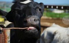 Разпространението на шап по добитъка на остров Кипър засегна и редки местни породи