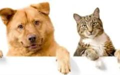 Нови правила в ЕС за котки и кучета: какво се променя