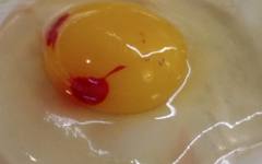 Безопасно ли е да се ядат яйца с червени петна на върха на жълтъка?