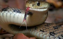 Огромна змия бе извадена от двигателя на автомобил в Румъния