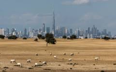 Можем ли да озеленим пустините и трябва ли да го правим?