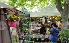 Цветното изложение "Флора Бургас 2026", което отваря врати на 1 май, ще бъде посветено тематично на Джиро д'Италия 2026