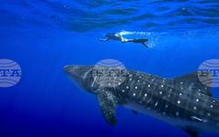 Индонезия е убежище за китовите акули, показва изследване