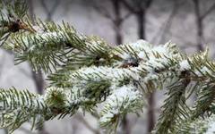 Да се готвим за Коледа или за море: Сняг затрупа Врачанско