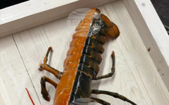 Рибари в САЩ уловиха и дариха на научен център рядък двуцветен омар