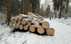 Експерт: Добивът на дървесина е рекордно нисък, използваният прираст е едва 41%