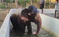 Слонове в Индия получиха разхлаждащи бани и специално лятно меню