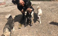 За първи път: ЕС с правила в защита на кучетата и котките от малтретиране и незаконна търговия