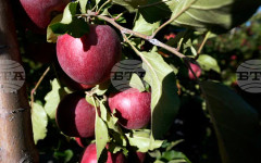 Съвременните ябълки продължават да еволюират, показва изследване