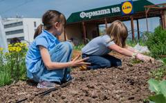 "Фермата на Lidl" отвори врати за сезон 2026: Стартира онлайн платформата за безплатни ученически посещения