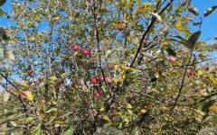 Преведени са 32,2 млн. евро за обвързано производство на плодове и зеленчуци за Кампания 2025, съобщиха от Държавен фонд "Земеделие"