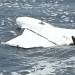 Гърция очаква разяснения от Украйна във връзка с открития край остров Лефкада морски дрон, заяви гръцкият министър на отбраната