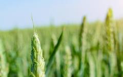 Четворна заплаха е надвиснала над доставките на храна по целия свят