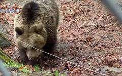 След 160 дни зимен сън: Мечката Йета отново играе в парка край Белица