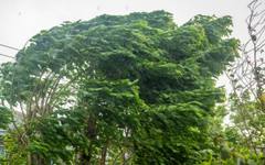 Един човек загина, а трима бяха ранени при инциденти, предизвикани от силен вятър в Румъния