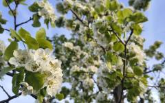 Събори и концерти за Гергьовден в селата от Община Стара Загора