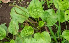 Често я подминаваме, но тази билка лекува кашлица, бронхит и помага на храносмилането