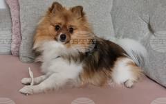 Общо 134 домашни любимци бяха кастрирани в рамките на инициатива на Община Нова Загора