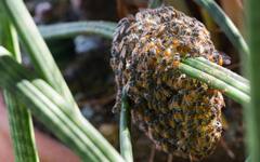 Неканена компания: 10 000 пчели "паркираха" върху велосипед пред Лувъра