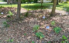 Растенията могат да абсорбират хранителни вещества от прах във въздуха през листата си, установиха учени