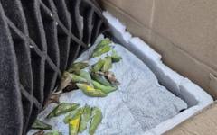 Заловиха контрабандни какавиди на редки тропически пеперуди на "Капитан Андреево"