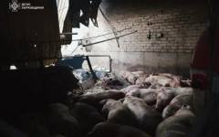Украински дрон унищожи свинеферма край Брянск