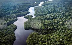 Проучване отчита забавяне в загубата на тропическите гори в световен мащаб