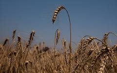 Цените на земеделските стоки са на 2-годишен връх