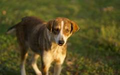 Защитниците на животните са втората по големина група в новия парламент