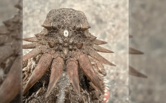 Учени разкриха шокиращия произход на човешкото око: нашият предшественик е имал едно "циклопско" око