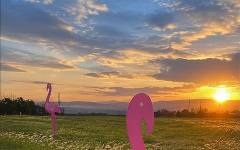109 розови фламинго посрещат Giro d'Italia в Бургас