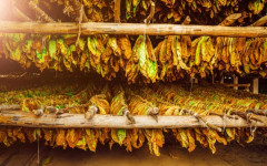 Удължават срока за вписване на тютюнопроизводителите в регистъра